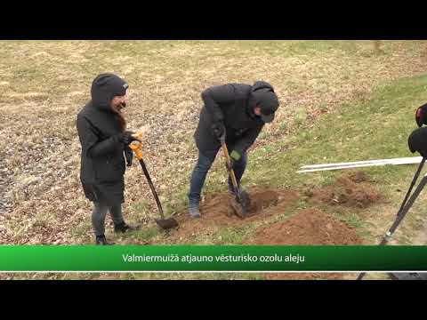 Valmiermuižā atjauno vēsturisko ozolu aleju